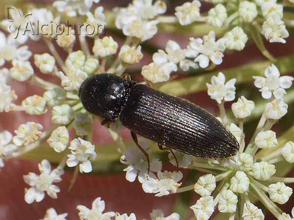 Agriotes ustulatus