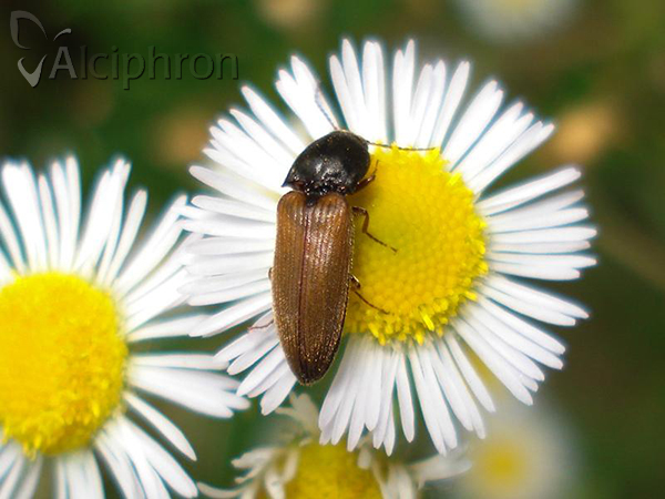 Agriotes ustulatus