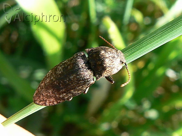 Agrypnus murinus