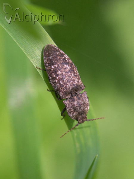 Agrypnus murinus