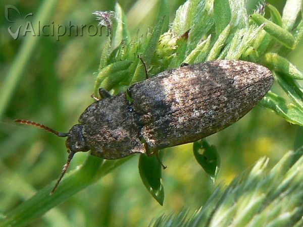 Agrypnus murinus
