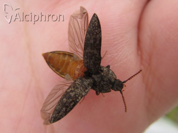Agrypnus murinus