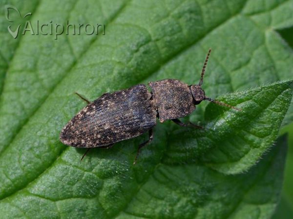 Agrypnus murinus