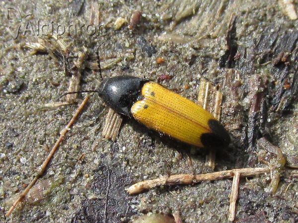 Ampedus elegantulus