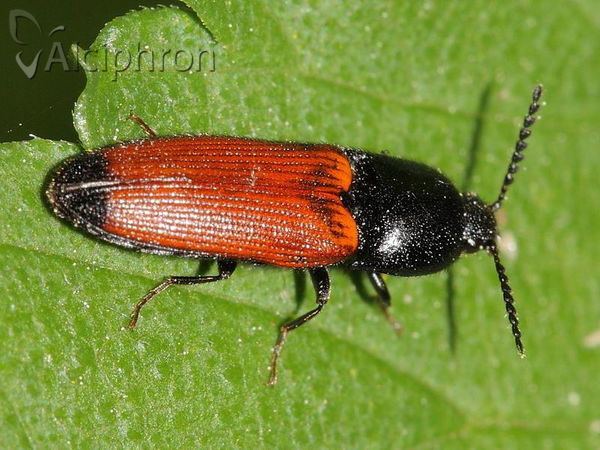 Ampedus glycereus