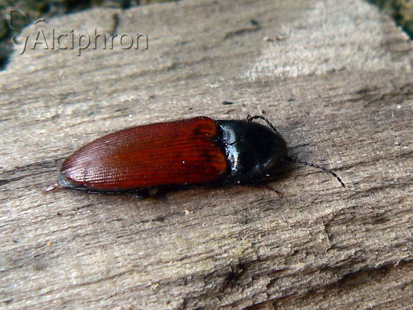Ampedus pomorum