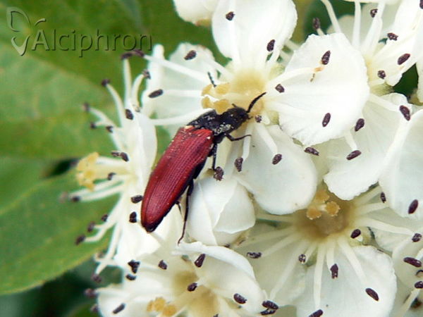 Ampedus pomorum
