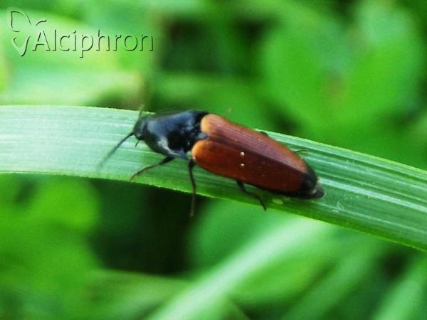 Ampedus praeustus
