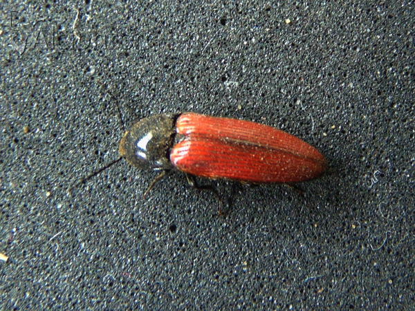 Ampedus rufipennis