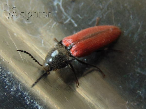 Ampedus rufipennis