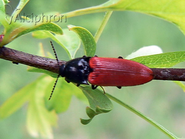 Ampedus sanguineus