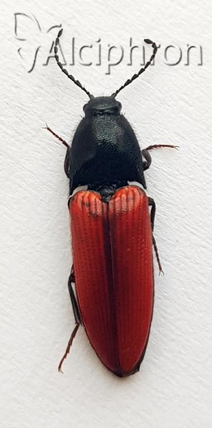 Ampedus sanguineus