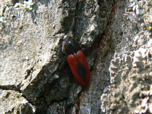 Ampedus sanguinolentus