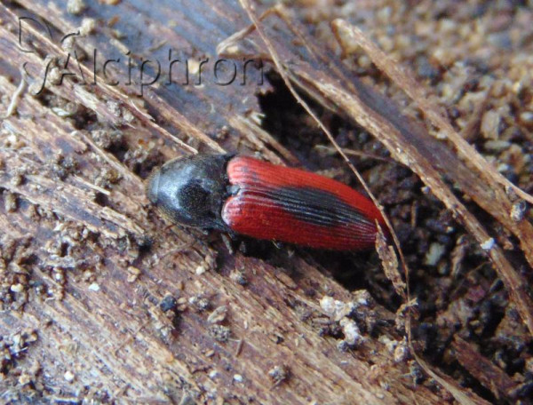 Ampedus sanguinolentus