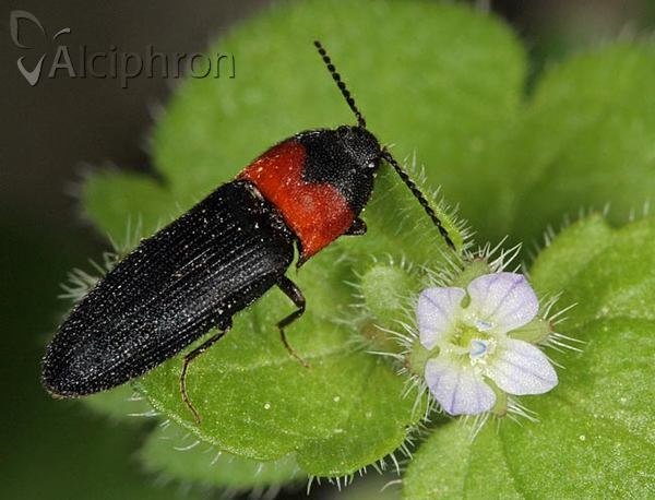 Ampedus sinuatus