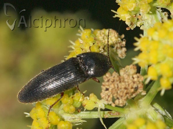 Melanotus crassicollis