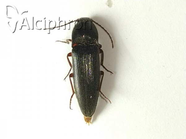 Melanotus crassicollis