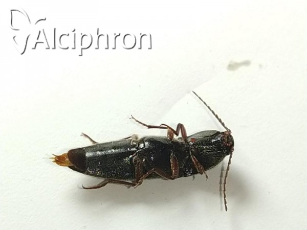 Melanotus crassicollis