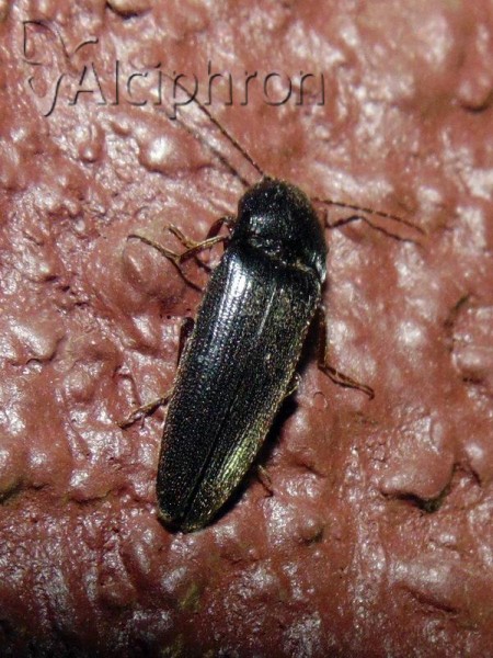 Melanotus crassicollis