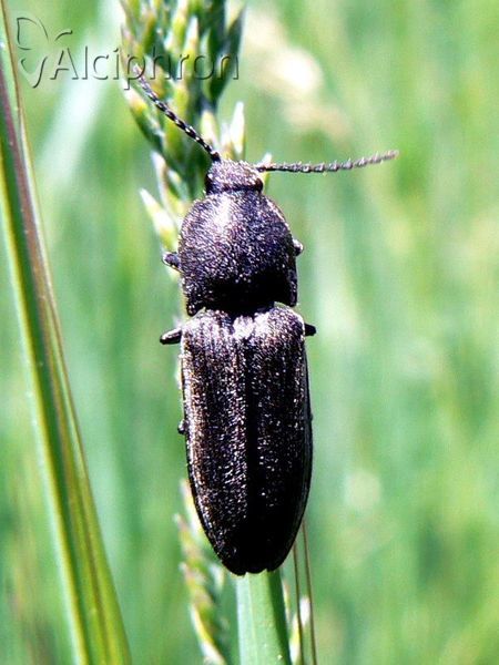 Melanotus punctolineatus