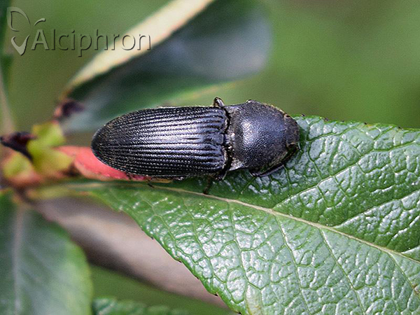 Melanotus punctolineatus