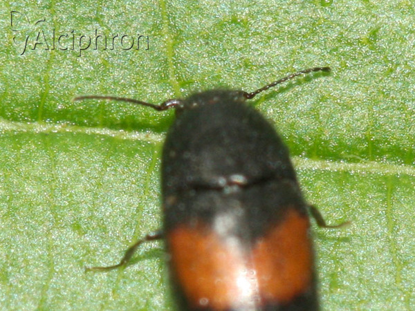 Drapetes mordelloides