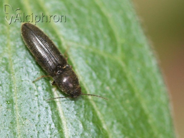 Nothodes parvulus
