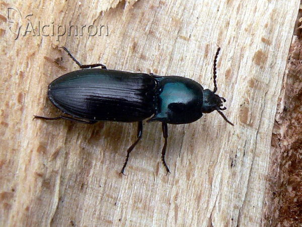 Selatosomus aeneus