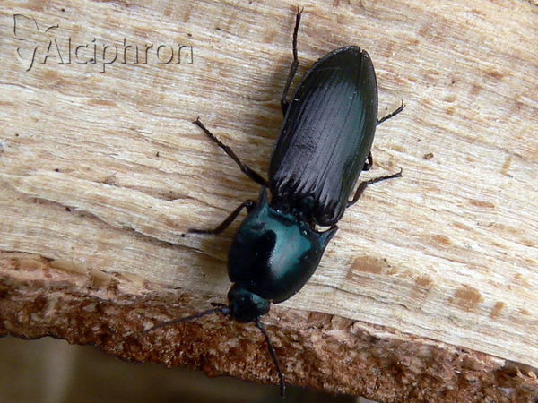 Selatosomus aeneus