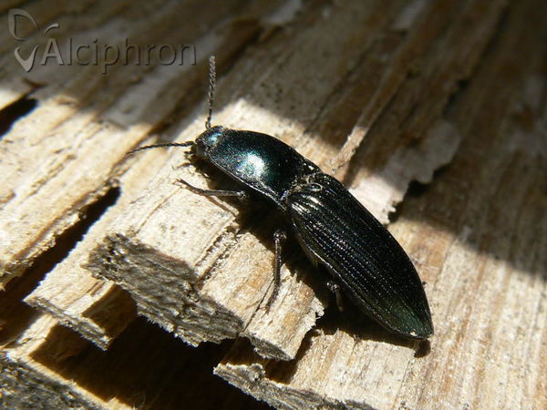 Selatosomus aeneus