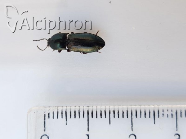 Selatosomus aeneus