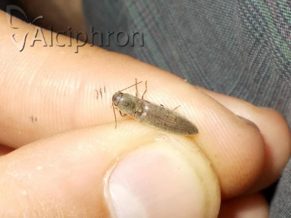 Synaptus filiformis