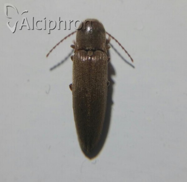 Synaptus filiformis