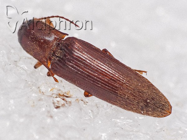 Synaptus filiformis
