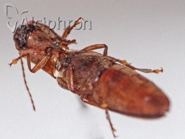 Synaptus filiformis