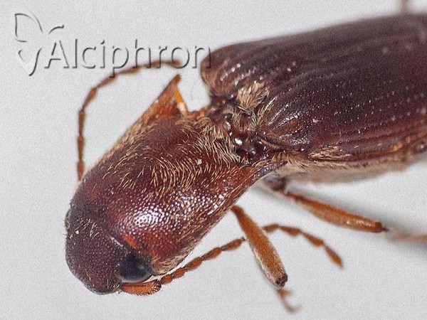 Synaptus filiformis