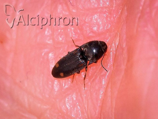 Zorochros demustoides