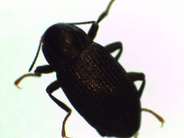 Limnius volckmari