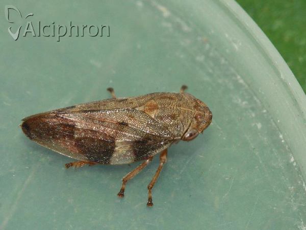 Aphrophora alni