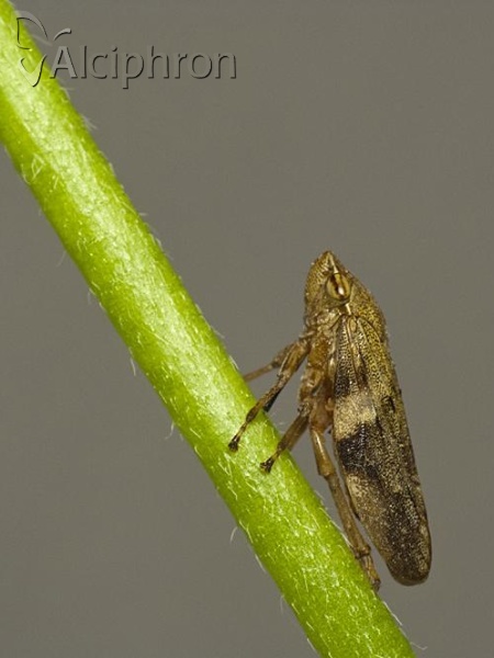 Aphrophora alni
