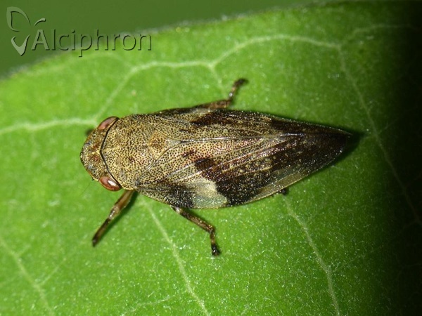 Aphrophora alni
