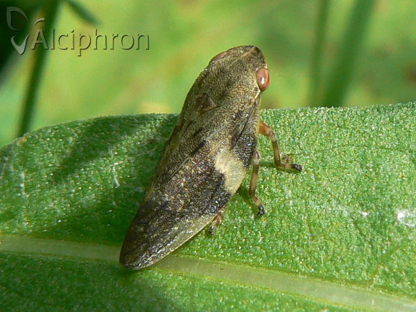 Aphrophora alni
