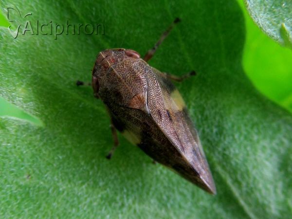 Aphrophora alni