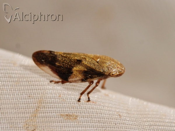 Aphrophora alni