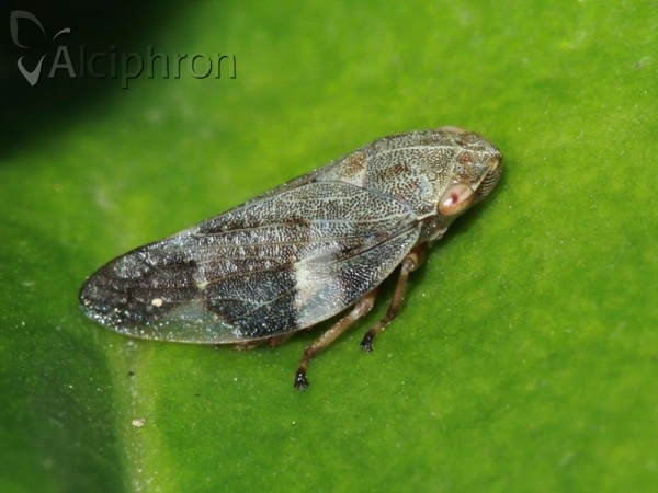 Aphrophora alni