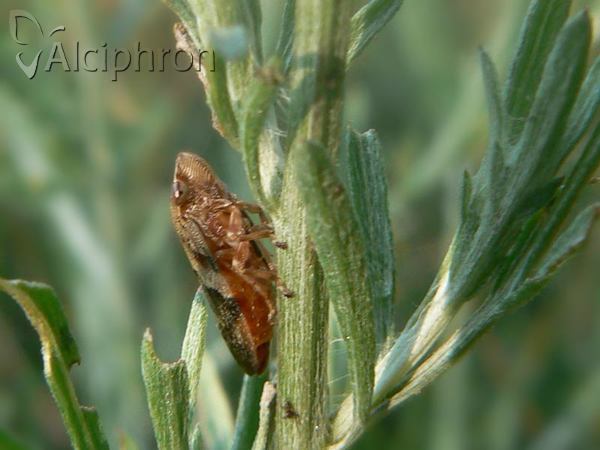 Aphrophora alni