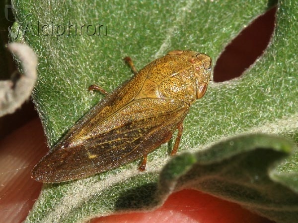 Aphrophora salicina 