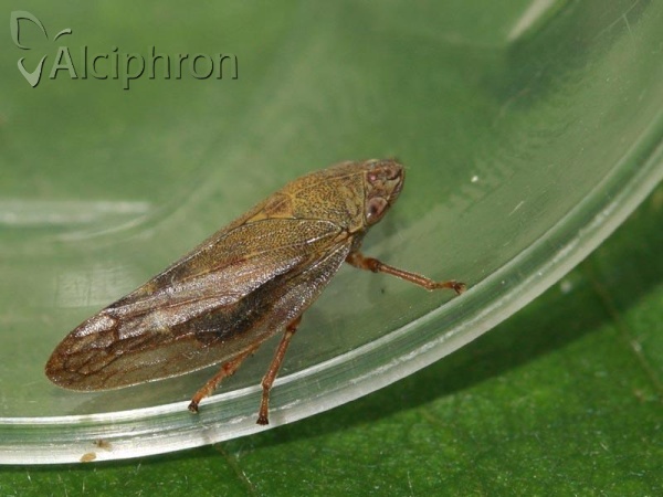 Aphrophora salicina 
