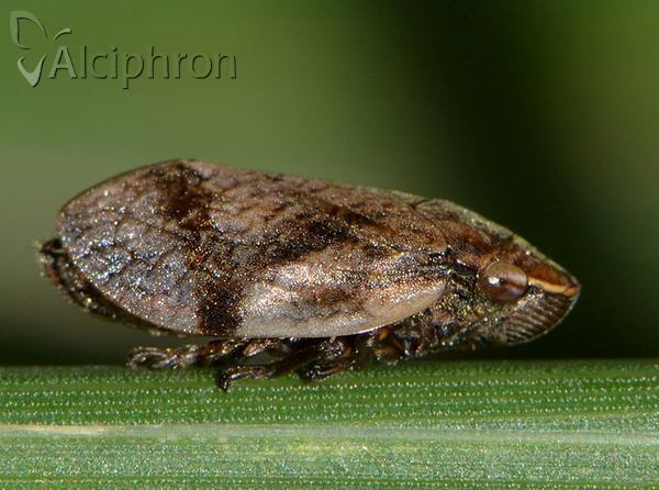 Lepyronia coleoptrata