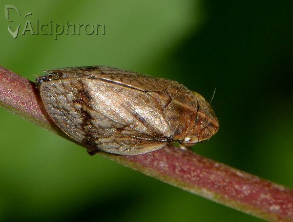 Lepyronia coleoptrata